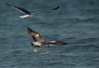 Lesser Black-backed Gull chasing other for a fish at Busaiteen coast, Bahrain