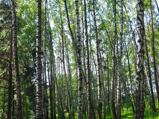 Obraz premium summer Russian birch grove under the sun