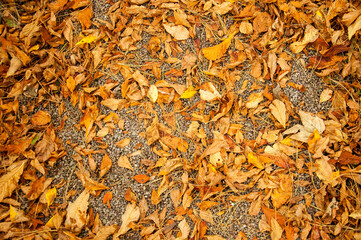 autumn leaves background