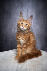 Fototapeta premium cute orange tabby ginger maine coon kitten sitting on white fur looking at camera on gray concrete style background