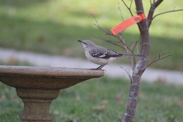 Northern Mockingbird at the bird bath
