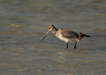 Bar-tailed Godwit feeding at Busiateen coast of Bahrain