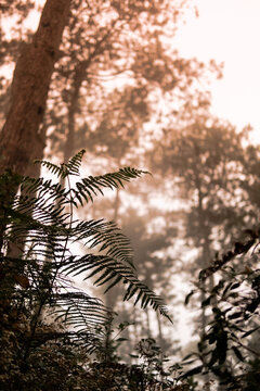 Green leaf tree
