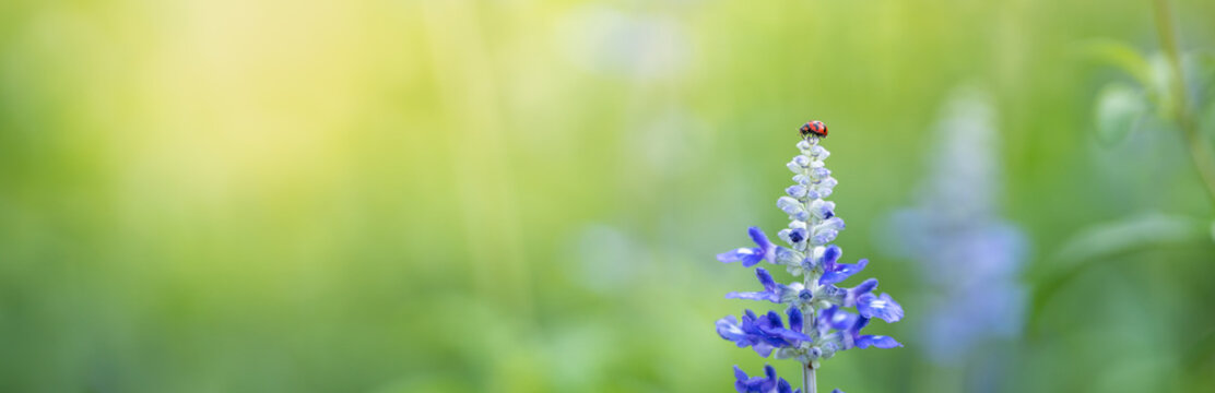 Fototapeta Nature view of little ladybug on purple Lavender flower with green nature blurred background with copy space using as background insect, natural, ecology, insect cover page concept.