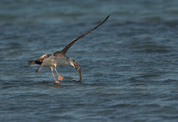 Lesser Black-backed Gull trying to pick up the fish from the water at Busaiteen coast, Bahrain