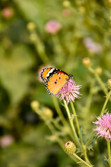 Fly Free