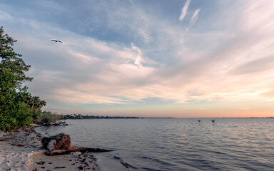 Peaceful scene of pelicans flying over water and adjacent to a shoreline at dusk - big sky