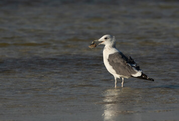 Lesser Black-backed Gull with a crab at Busaiteen coast, Bahrain
