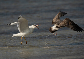 A fight between Great black-headed gull and a juvenile black-headed gull at Busiateen coast