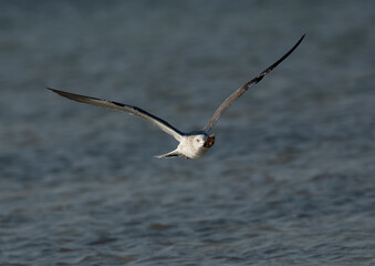 Lesser Black-backed Gull flying with eatable leftover at Busaiteen coast, Bahrain