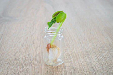 Germinating bean in a small glass with cotton wool, so that the roots are clearly visible....