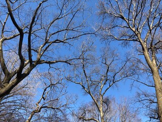 tree branches against blue sky