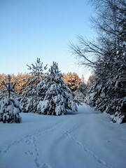 Beautiful winter scenery. Trees covered in snow. Scenic image of spruces tree. Traces in the snow. Frosty day, calm wintry scene