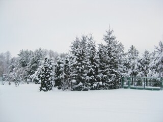 Beautiful winter scenery. Trees covered in snow. Scenic image of spruces tree. Traces in the snow. Frosty day, calm wintry scene