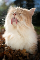 cream colored beige white maine coon cat licking grooming fur outdoors amid autumn leaves in sunlight