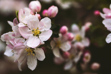 Flowering in the spring. Beautiful earlier flowers.