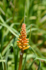 Red Hot Poker