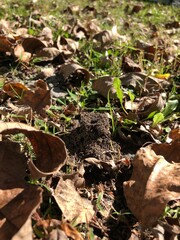ant hill in autumn leaves