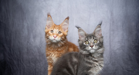 two different colored maine coon kittens side by side on gray concrete background with copy space