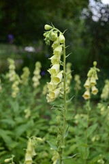 Fototapeta premium Closeup Digitalis grandiflora known as yellow foxglove with blurred background in garden