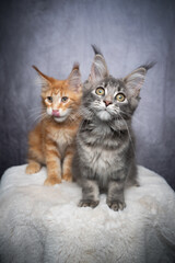 two different colored maine coon kittens sitting on white fur side by side looking at camera