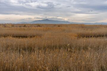 Obraz premium View of the natural reserve of plants and birds La Marjal els Moros in the town of Puzol in Spain