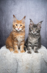 two different colored maine coon kittens sitting on white fur side by side looking at camera