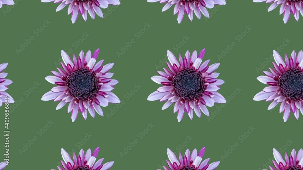 Poster pattern with chrysanthemum pattern on a green background. minimal motion graphics floral animation