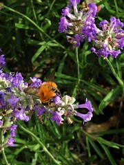 Hummel auf Lavendel