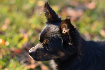 portrait of a black dog