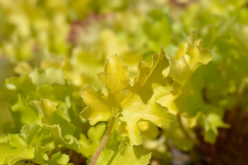 Coral Bells Lime Marmelade