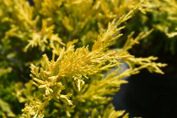 Creeping juniper Lime Glow