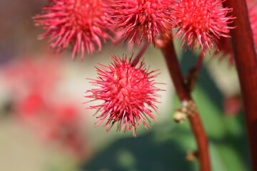 Castor oil plant