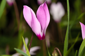 Pink flower of cyclamen in a forest.