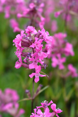 Obraz premium Sticky catchfly