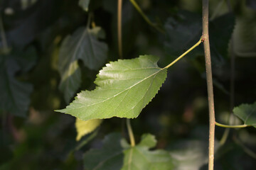 Weeping white mulberry