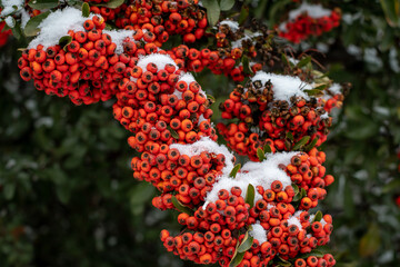 Plant with red fruits covered with snow in winter