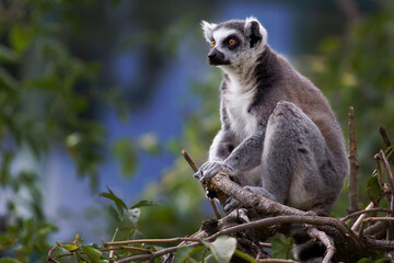 Lemur Catta