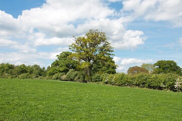 Summer landscape with trees and sky