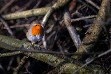 A Robin looking for food between branches