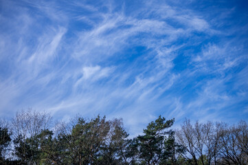 high cloud formation above the trees