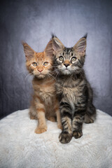 two different colored maine coon kittens side by side in front of gray concrete background with copy space