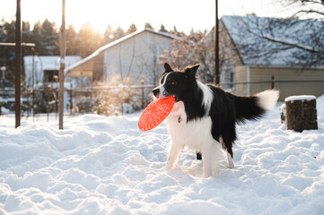 Black and white border collie dog playing with dog frisbee in snow