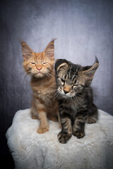 two different colored maine coon kittens sitting side by side shaking making funny face on gray background with copy space