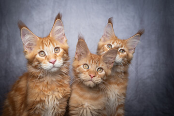 group portrait of three orange tabby ginger maine coon kittens side by side on gray concrete...