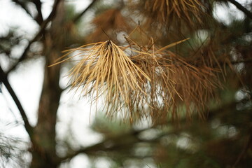 Dry brown needles on the branches of an old pine tree.