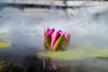 pink lotus flower