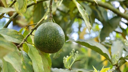 avocado on tree