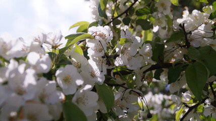 blossom in spring