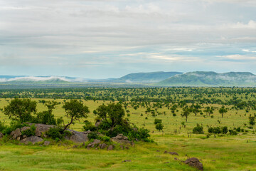 Obraz premium African panorama in Serengeti national park